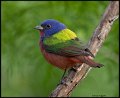 _8SB8907 painted bunting